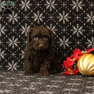 Upundra, Toy Poodle Puppy